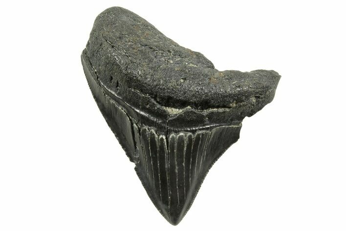 Posterior Juvenile Megalodon Tooth - South Carolina #375970